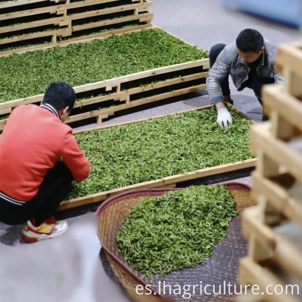 Green Tea Drying